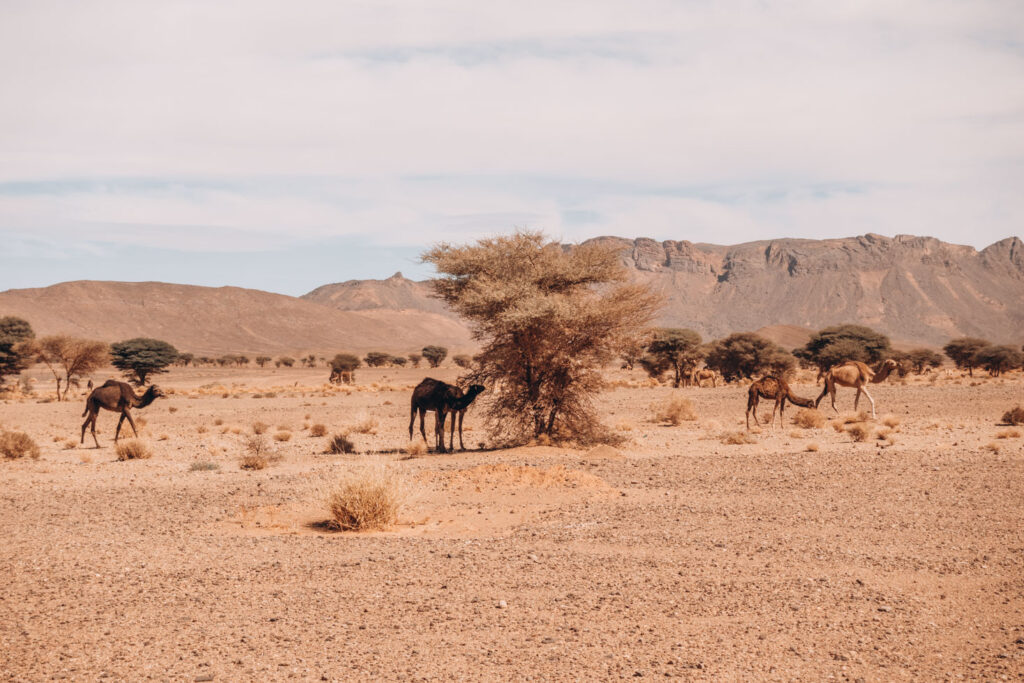 camels in the desert in morocco