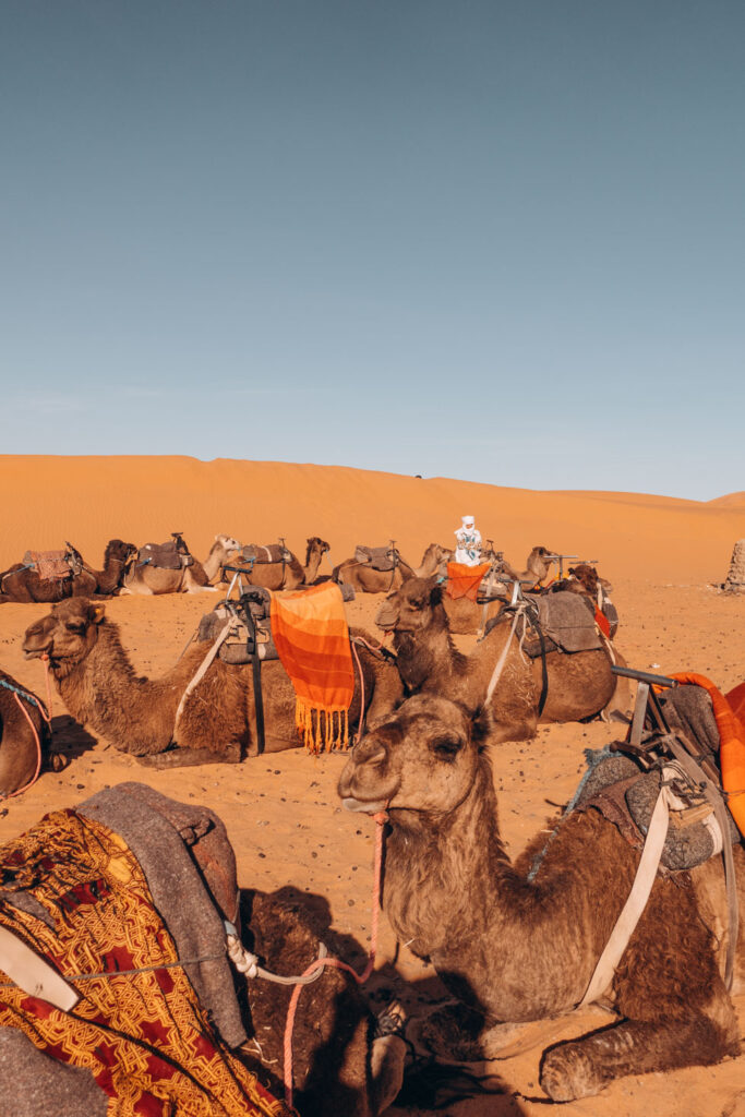 camels in erg chebbi