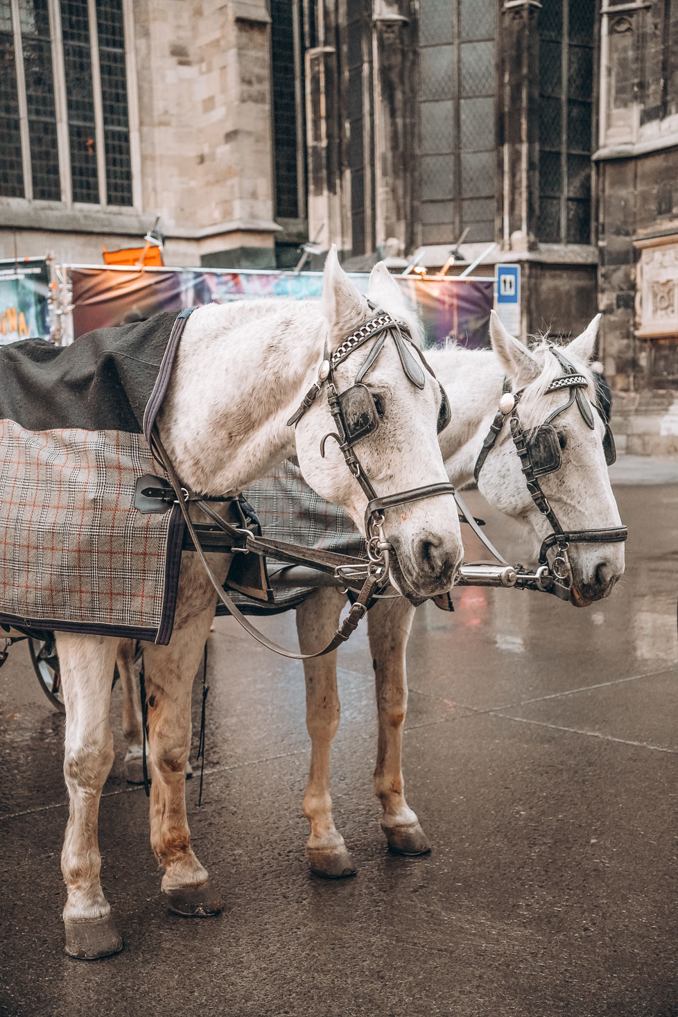 horses in vienna, austria